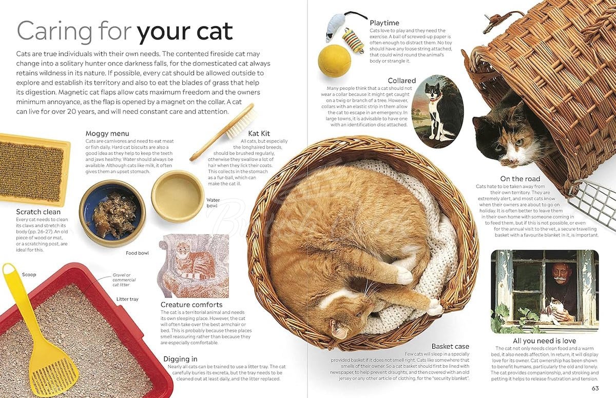 Книга Cat зображення 4
