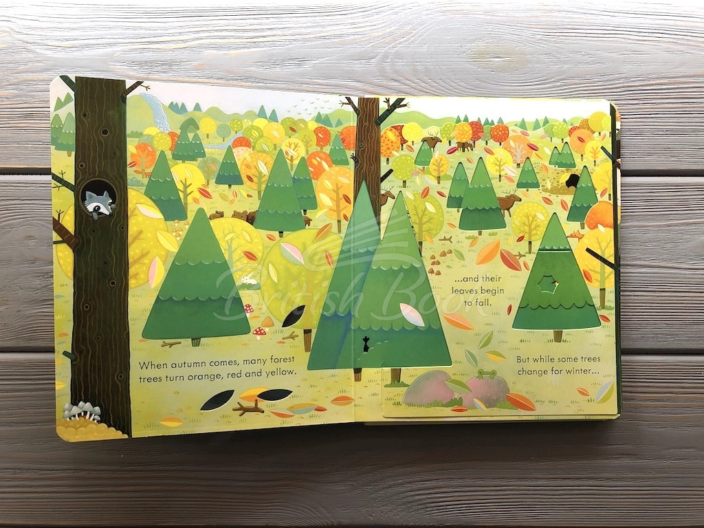 Книга Peep inside the Forest изображение 5
