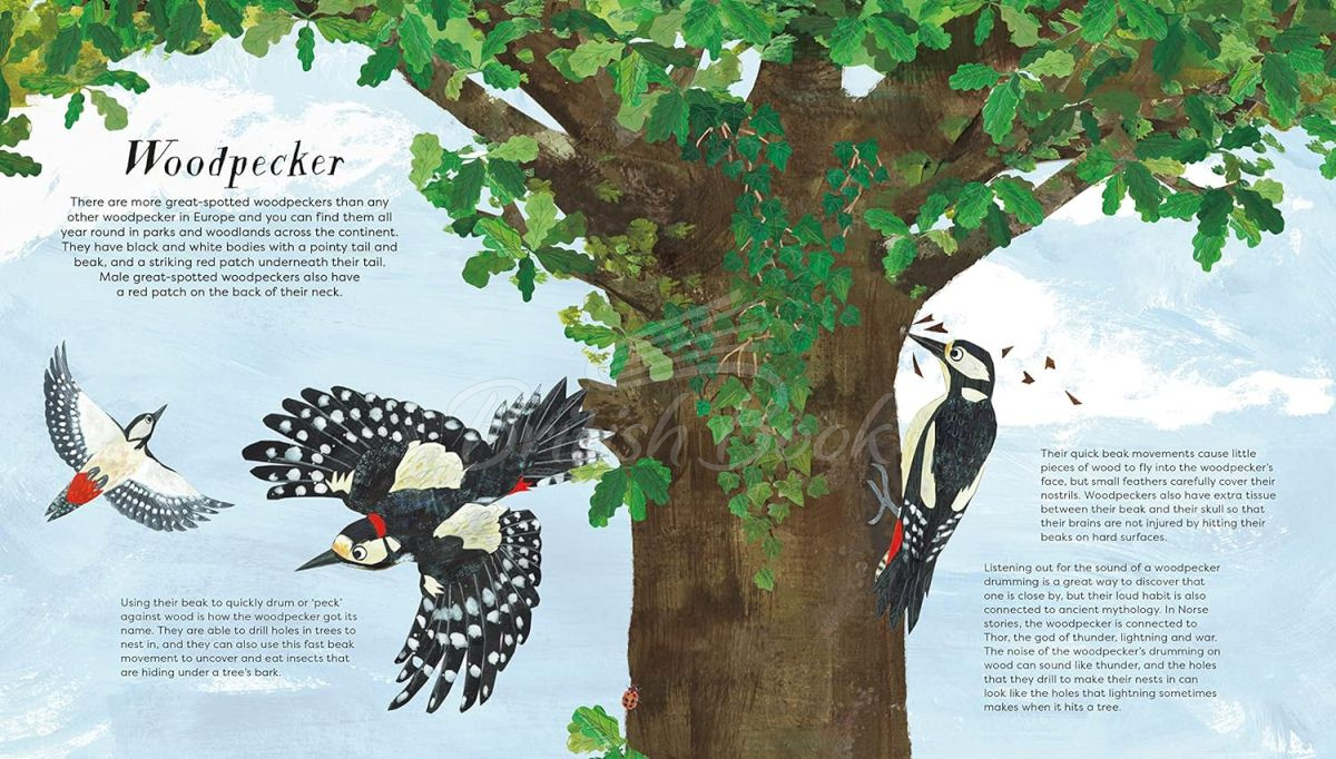 Книга National Trust: Birds of a Feather изображение 3