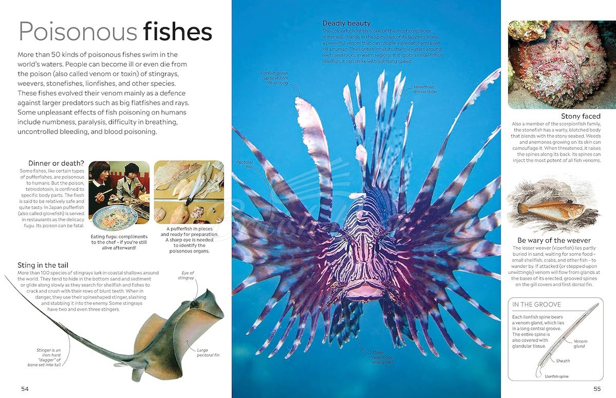 Книга Fish зображення 4