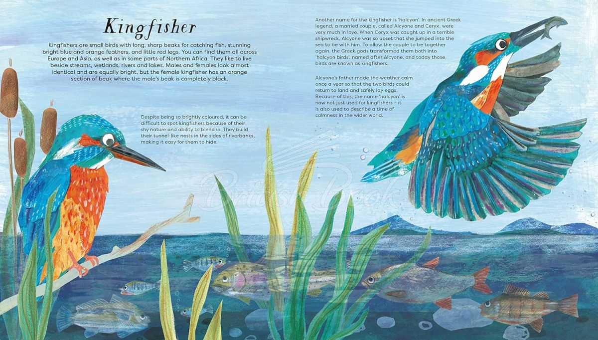 Книга National Trust: Birds of a Feather изображение 4