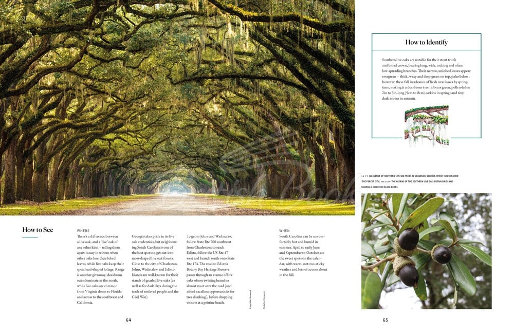 Книга The Tree Atlas зображення 7