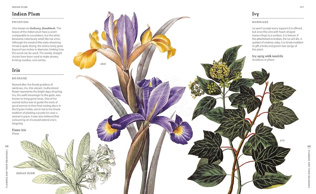 Книга Flowers and Their Meanings изображение 5