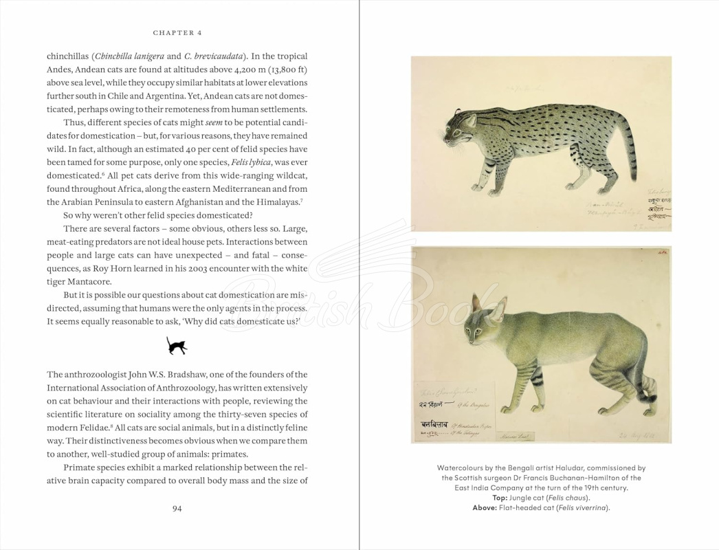 Книга Cat Tales: A History изображение 10