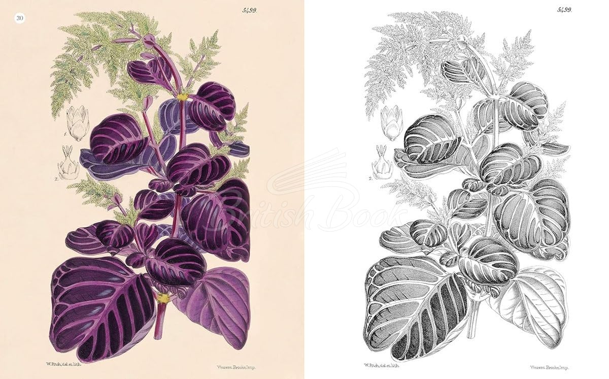 Книга The Kew Gardens World of Flowers Colouring Book изображение 2