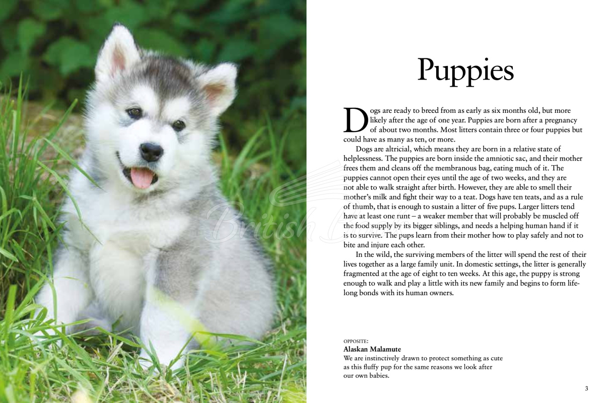 Книга Dogs изображение 1