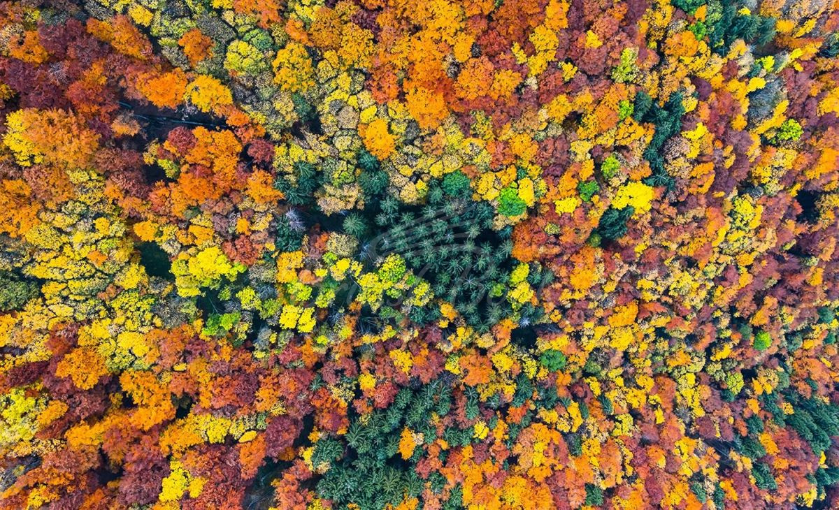 Книга Trees: From Root to Leaf зображення 5