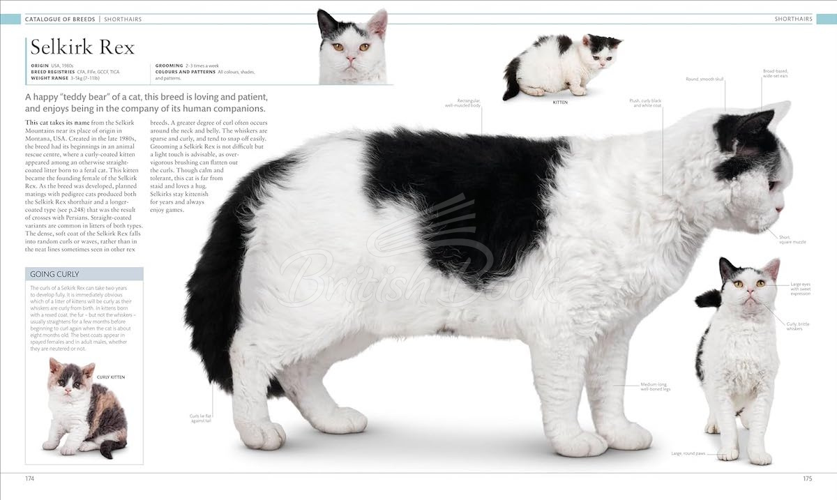 Книга The Cat Encyclopedia изображение 7