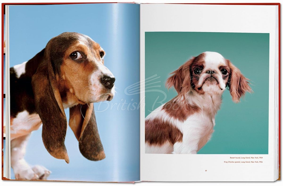 Книга Walter Chandoha. Dogs. Photographs 1941–1991 изображение 3