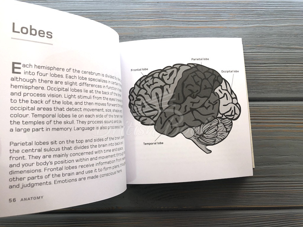 Книга The Brain in Minutes изображение 14