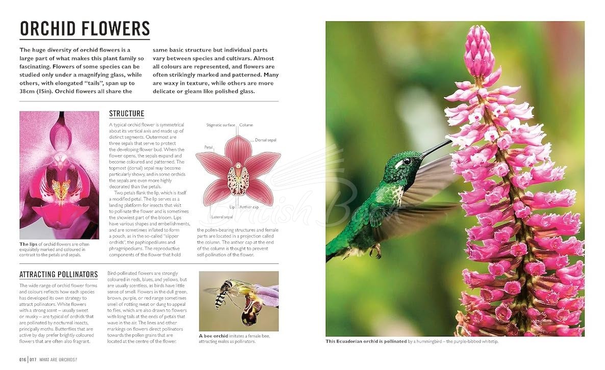 Книга Orchids зображення 3