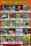 British Wildlife Poster