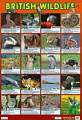 British Wildlife Poster