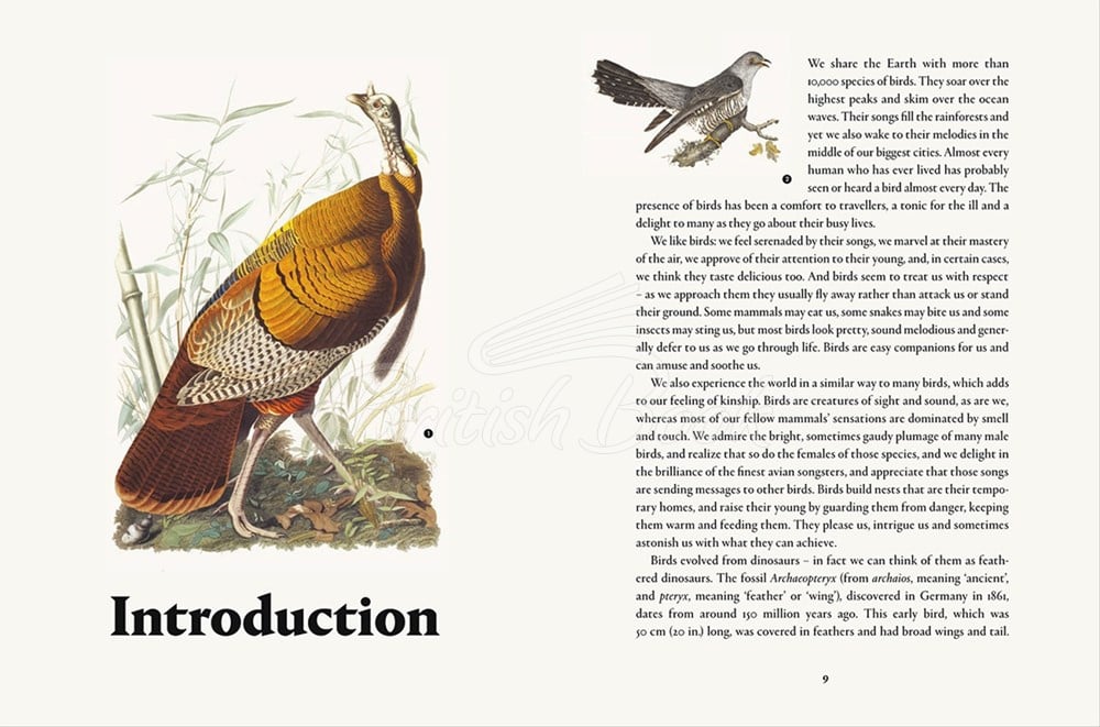 Книга Remarkable Birds зображення 6