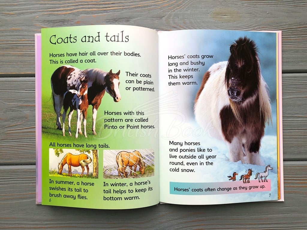 Книга Usborne Beginners Horses and Ponies изображение 8