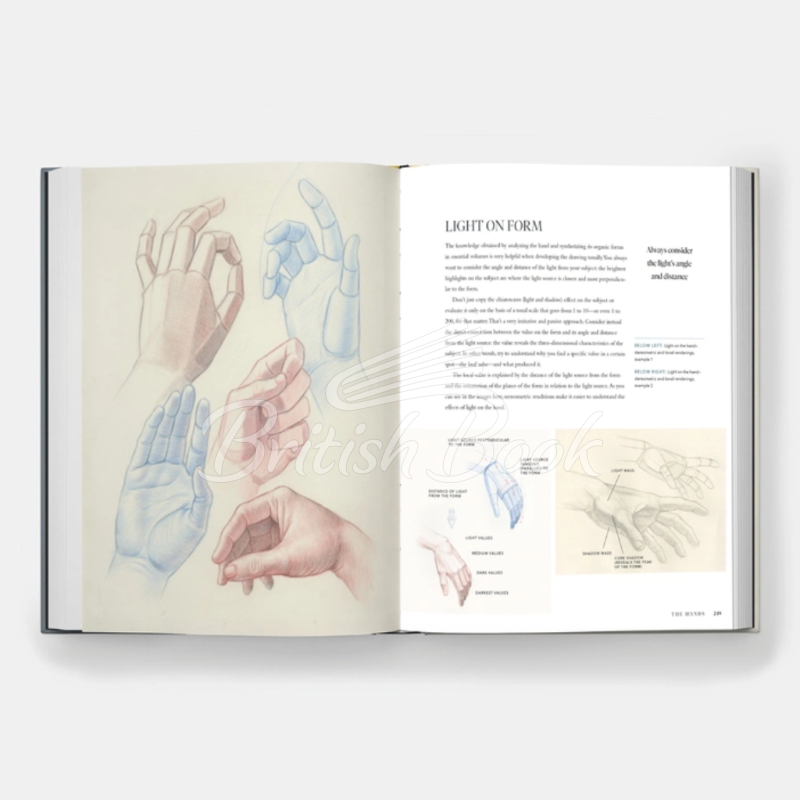Книга Dynamic Human Anatomy: An Artist's Guide to Structure, Gesture, and the Figure in Motion зображення 6