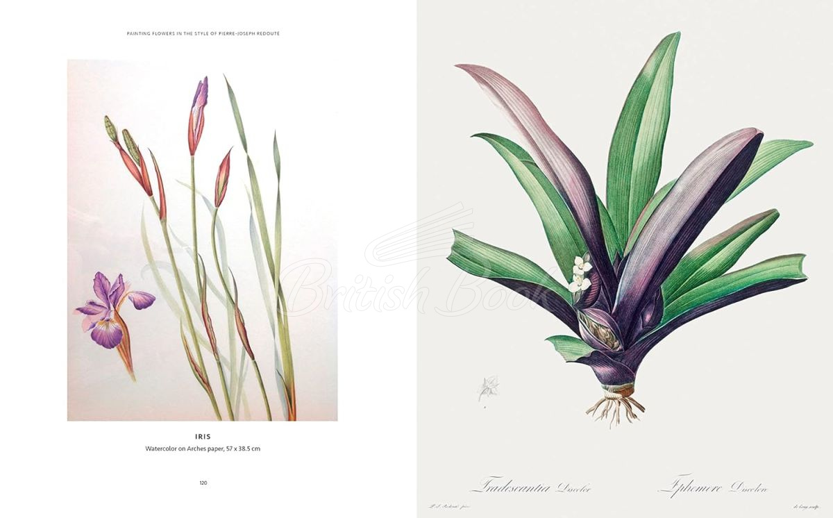 Книга The Kew Gardens Botanical Artist: Learn to Draw and Paint Flowers in the Style of Pierre-Joseph Redouté	 зображення 3