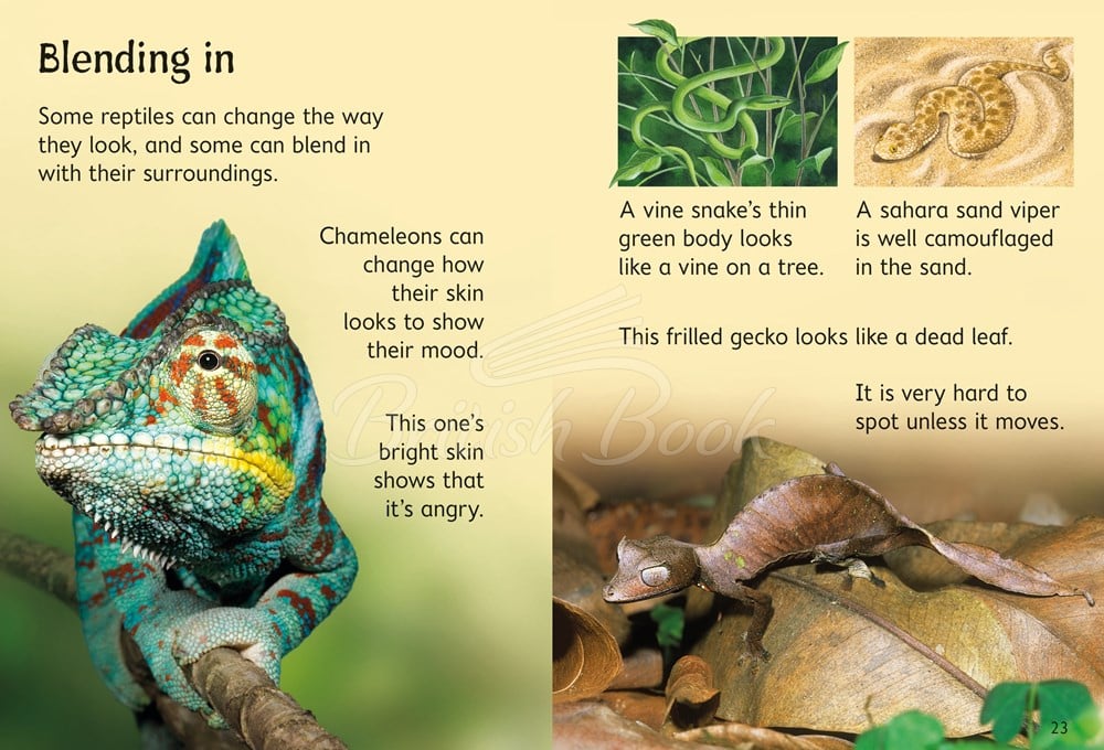 Книга Usborne Beginners Reptiles зображення 3