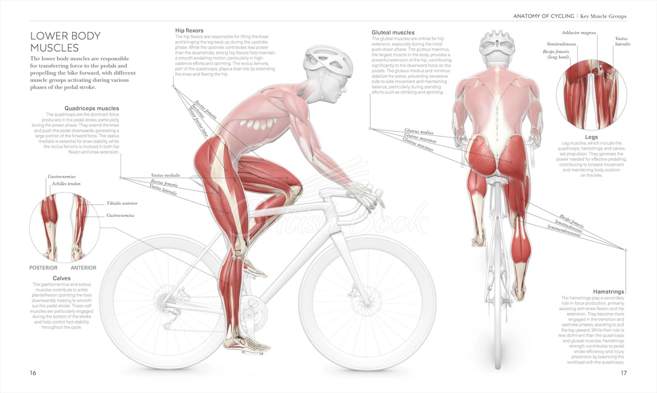 Книга Science of Cycling зображення 2