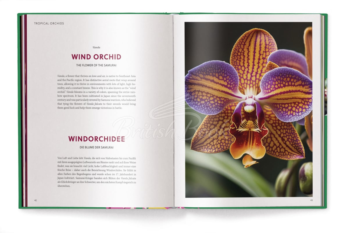 Книга Floramour: Orchids зображення 6