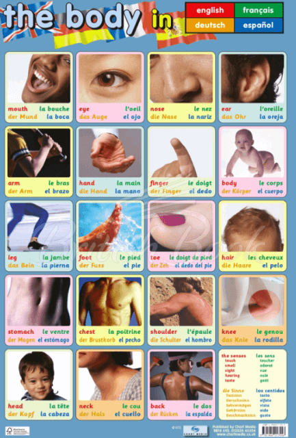 Плакат The Body Poster зображення