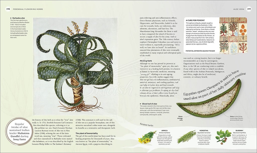 Книга The Herb Book зображення 9
