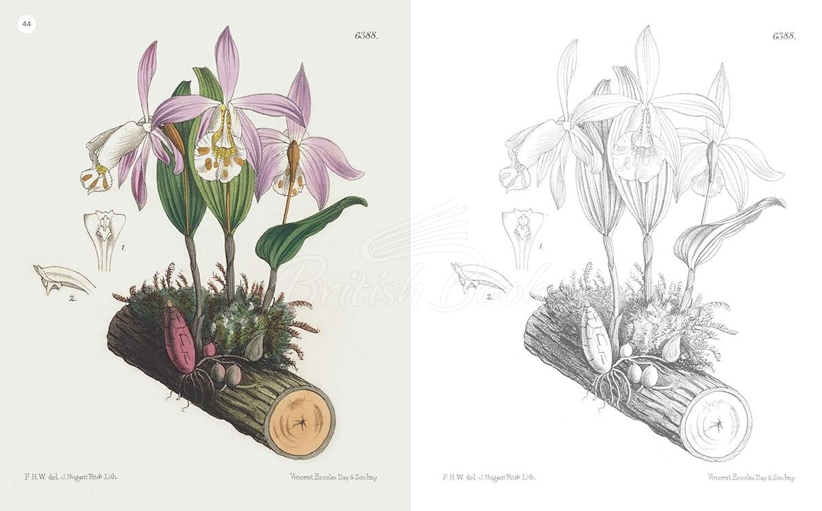 Книга The Kew Gardens Flowering Plants Colouring Book изображение 4