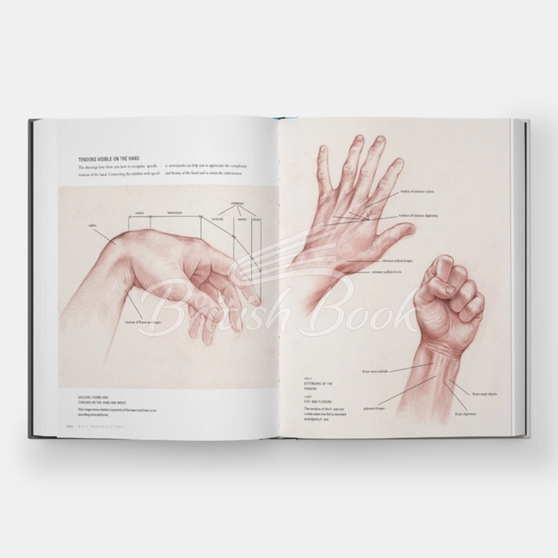 Книга Basic Human Anatomy: An Essential Visual Guide for Artists зображення 5