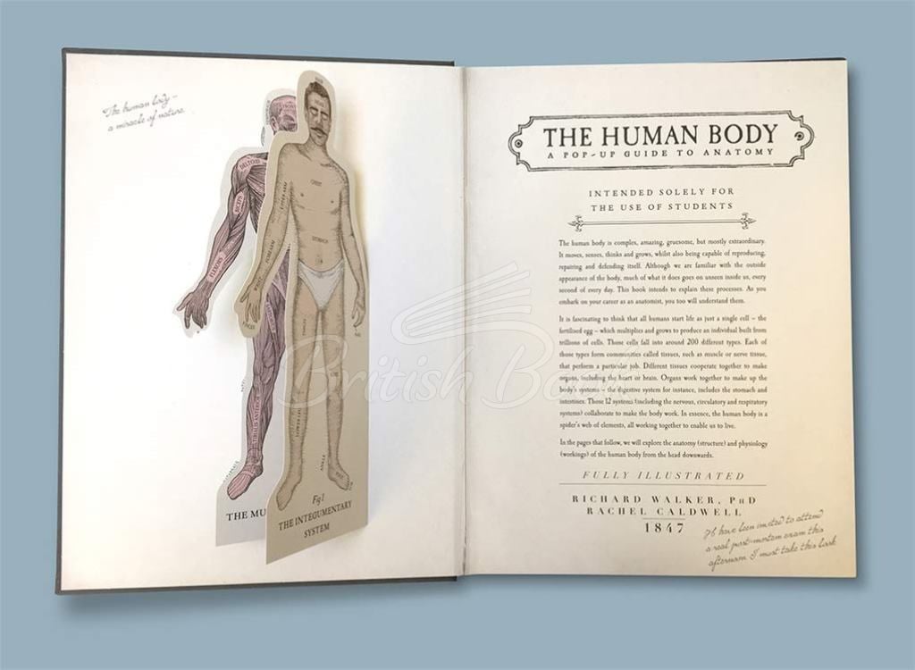 Книга The Human Body: A Pop-Up Guide to Anatomy зображення 3