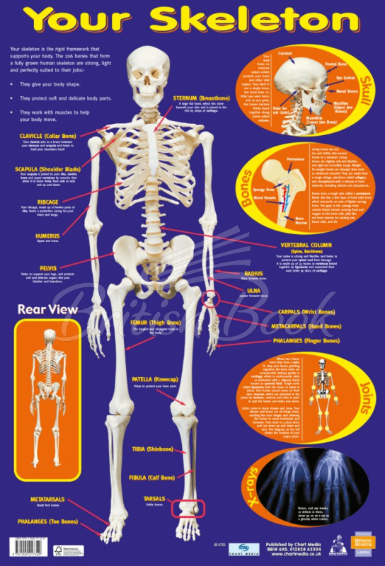 Плакат Your Skeleton Poster изображение