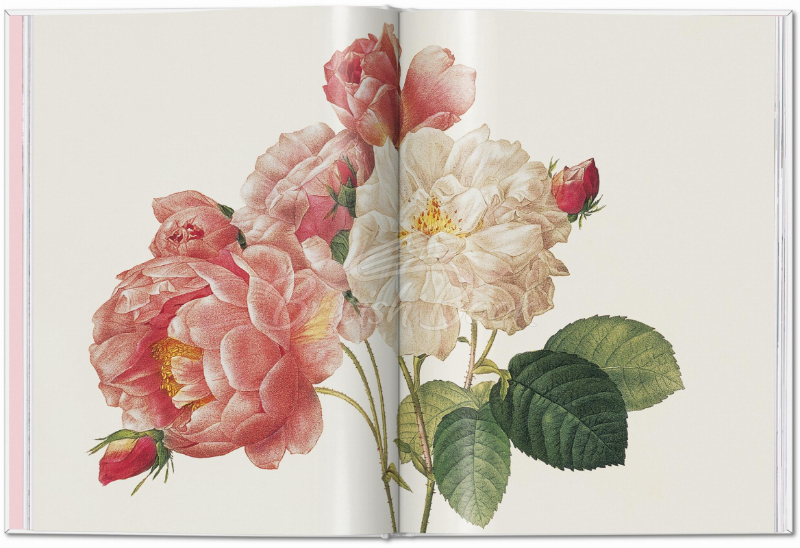 Книга Redouté: Roses зображення 2
