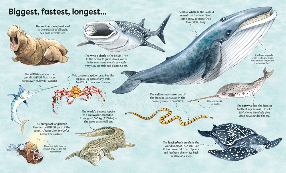 Книга Big Book of Big Sea Creatures зображення 6