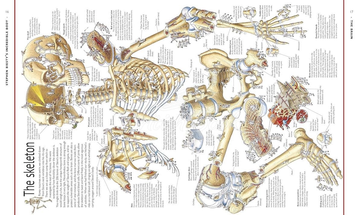 Книга Stephen Biesty's Incredible Body Cross-Sections изображение 3