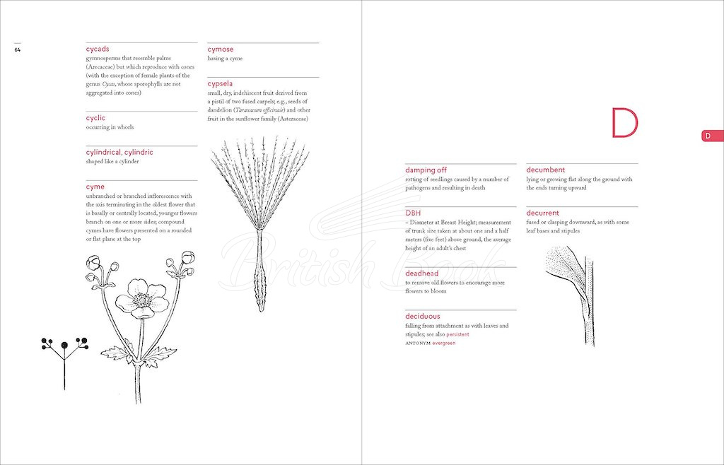 Книга A Botanist's Vocabulary изображение 4