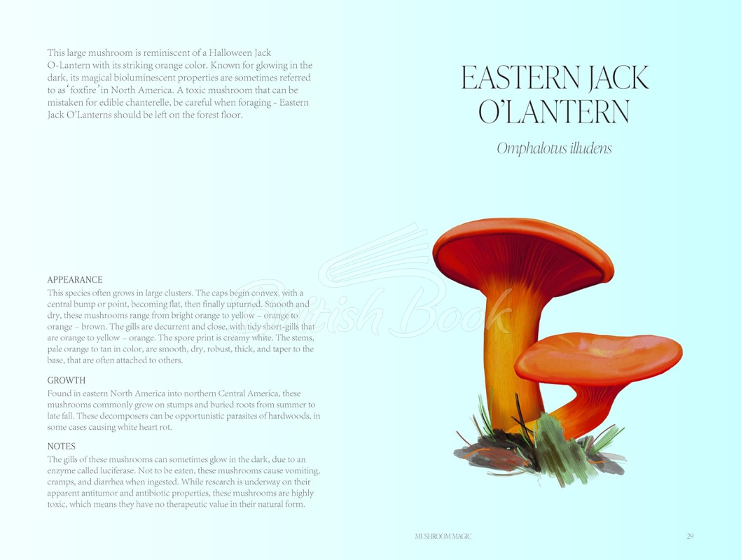 Книга Mushroom Magic зображення 4