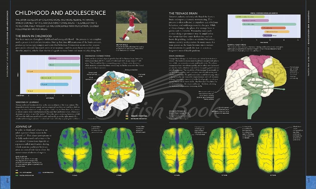 Книга The Brain Book зображення 5