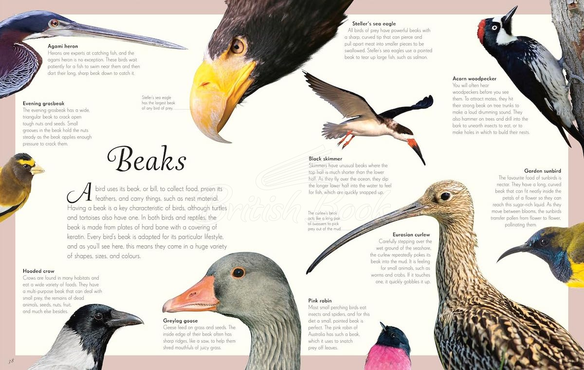 Книга An Anthology of Exquisite Birds зображення 3