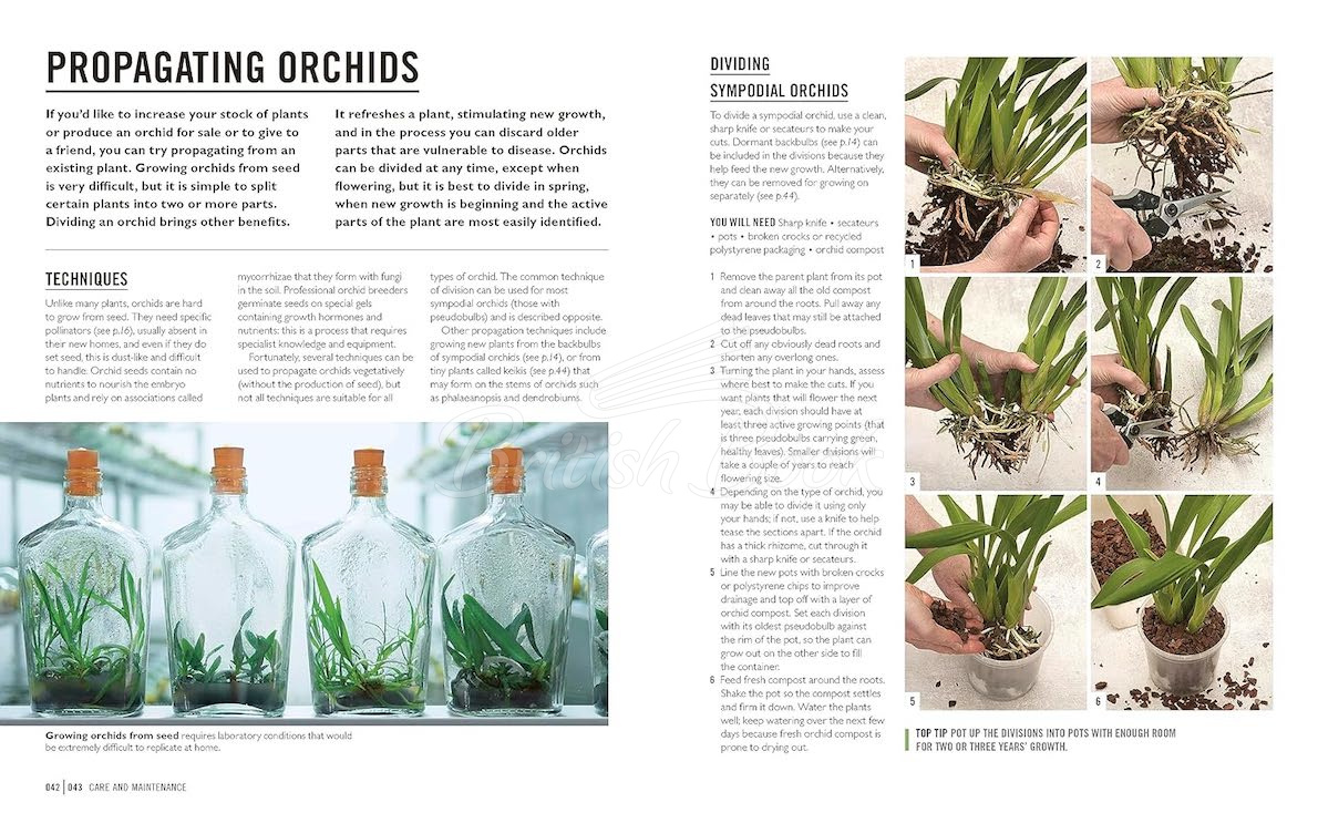 Книга Orchids зображення 5