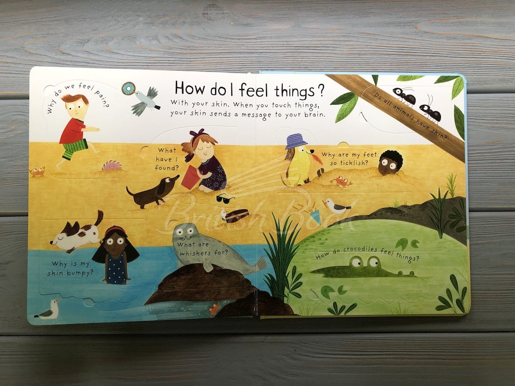 Книга Lift-the-Flap First Questions and Answers: How Do I See? изображение 7