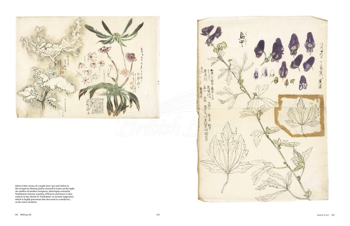 Книга Botanical Sketchbooks изображение 10