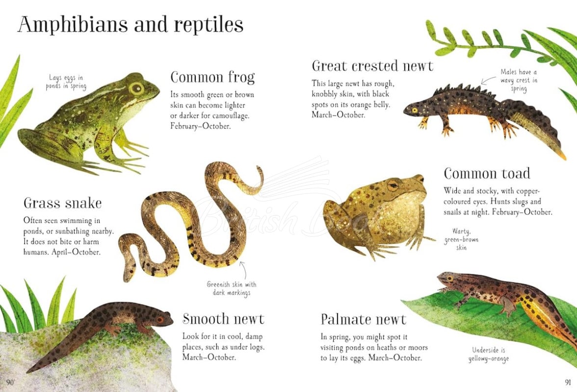 Книга Nature Spotting Guide зображення 5