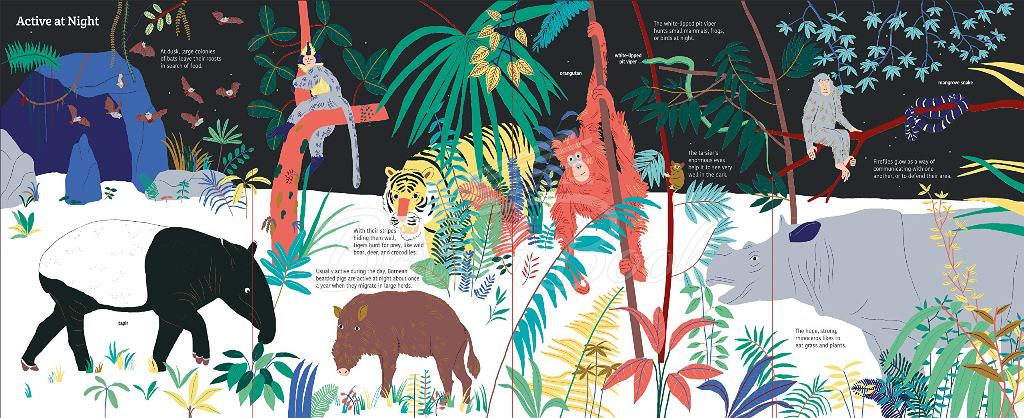 Книга Ultimate Spotlight: Rain Forest Animals изображение 2