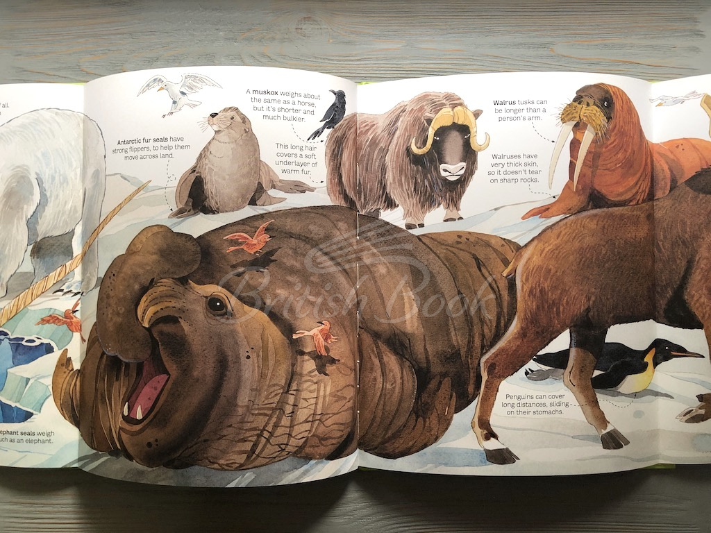 Книга Big Book of Animals зображення 7