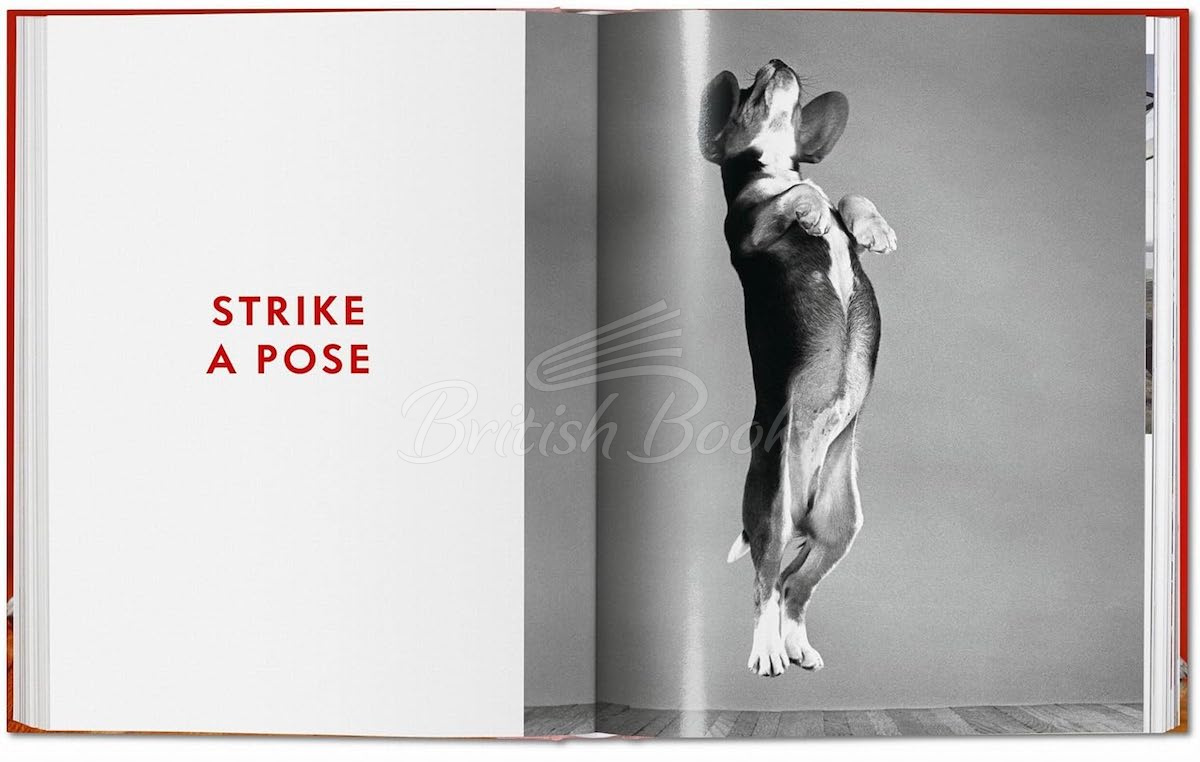 Книга Walter Chandoha. Dogs. Photographs 1941–1991 изображение 7
