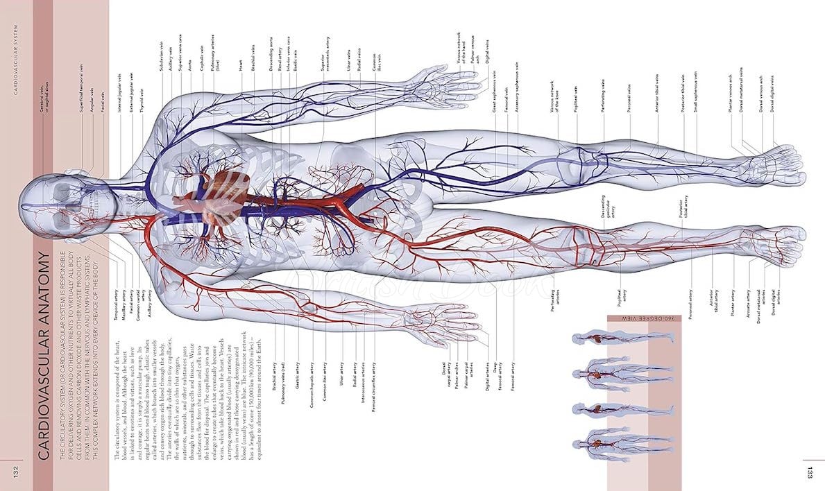 Книга The Human Body Book зображення 3