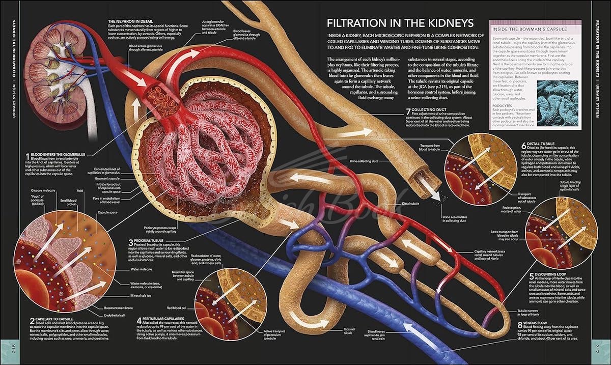 Книга The Human Body Book зображення 6