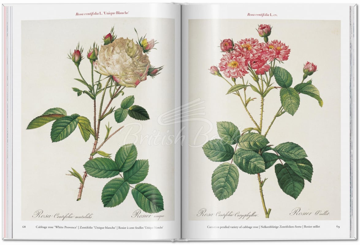 Книга Redouté: Roses зображення 3