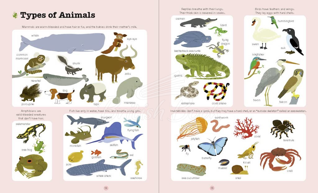 Книга Do You Know? Animals of Land, Sea, and Air зображення 3