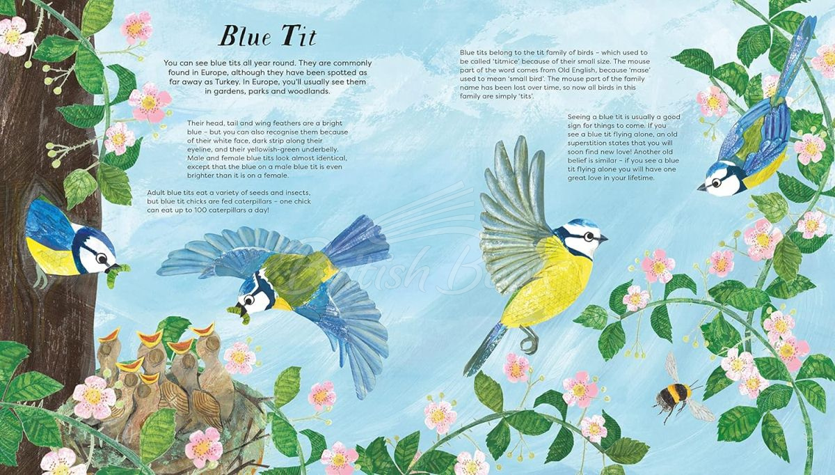 Книга National Trust: Birds of a Feather изображение 1