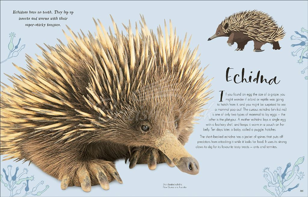 Книга The Wonders of Nature зображення 10